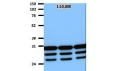 VSV Matrix Protein M Mouse anti-Virus, Clone: 23H12, MilliporeSigma 100